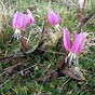L'Aubrac à la saison estvale explose de couleurs et d'odeurs. La Dent-de-chien (Erythronium dens-canis) est une plante herbacée à bulbe vivace de la famille des Liliaceae. Elle est originaire des montagnes européennes et d'Asie (Russie, Turquie). Elle est appelée également « érythrone dent-de-chien », « érythronium dent-de-chien » ou « satyrion rouge ». Cette vivace de 10 à 20 cm de haut fleurit de mars à juin, selon l'altitude. Sa hampe porte une grande fleur solitaire penchée aux tépales rose vif tachés de blanc et renversés. 